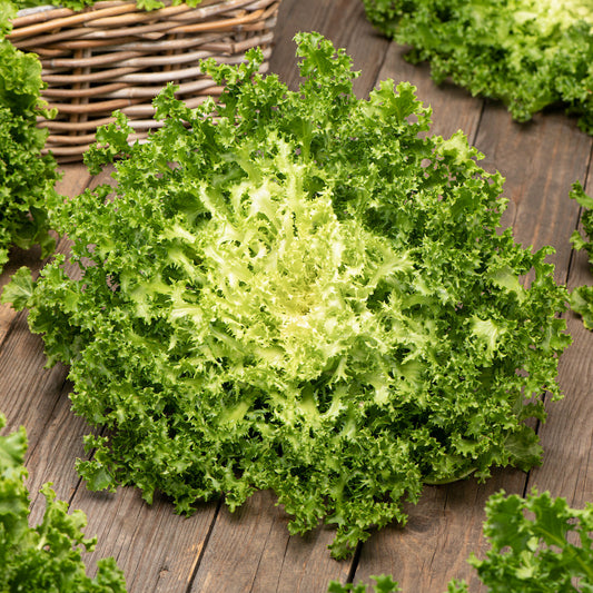 Salad Endive Green Microgreens Seeds