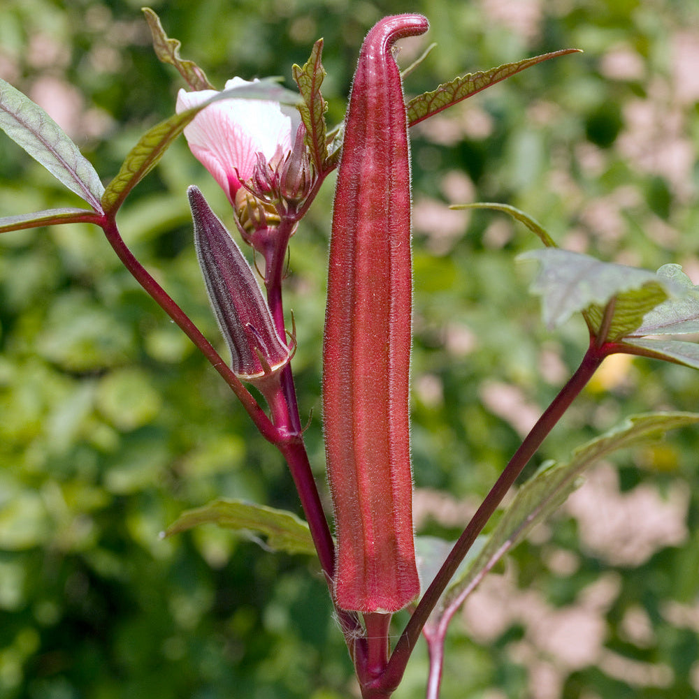 Okra Red Selection Scarlet – Fresh, Vibrant & Flavorful Heirloom Variety Exotic Vegetable Seeds