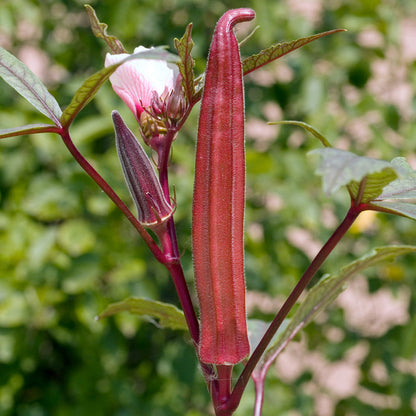 Okra Red Selection Scarlet – Fresh, Vibrant & Flavorful Heirloom Variety Exotic Vegetable Seeds