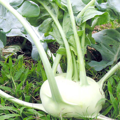 Knol Khol White Vegetable Seeds