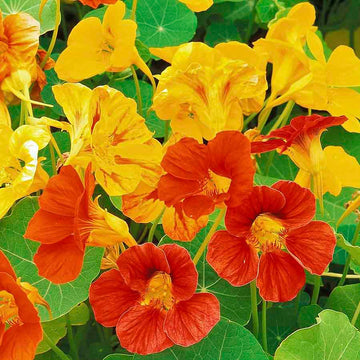 Nasturtium Variegated Winter Flower Seeds