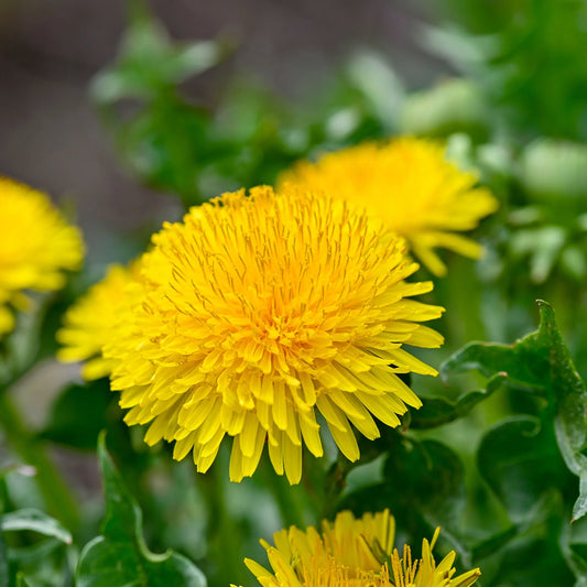 Dandelion Imported Microgreens Seeds