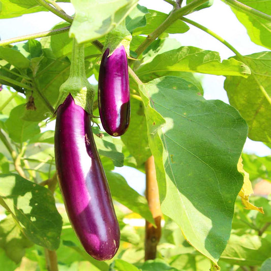 Brinjal-Eggplant F1 Purple Long Seeds