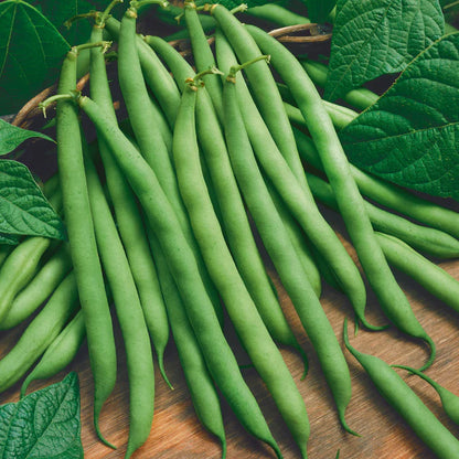 Bush Beans Vegetable Seeds