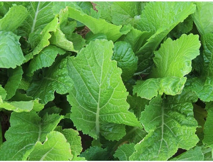 Mustard Indian Sarso Leaf Vegetable Seeds