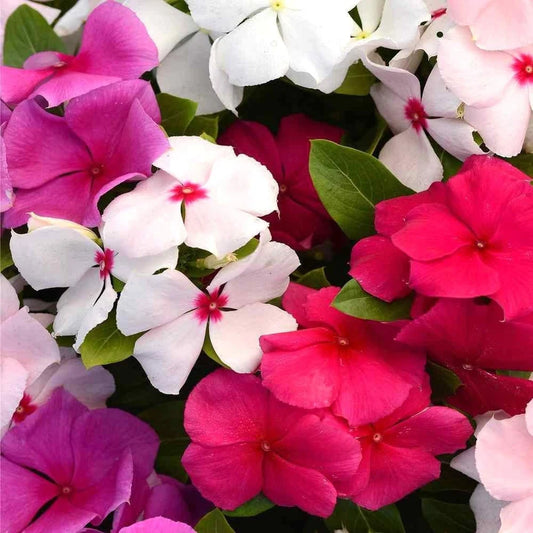 Vinca F1 Trailing Mixed Summer Flower Seeds