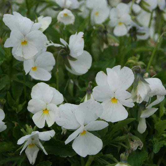 Pansy Mont Blanc White Winter Flower Seeds