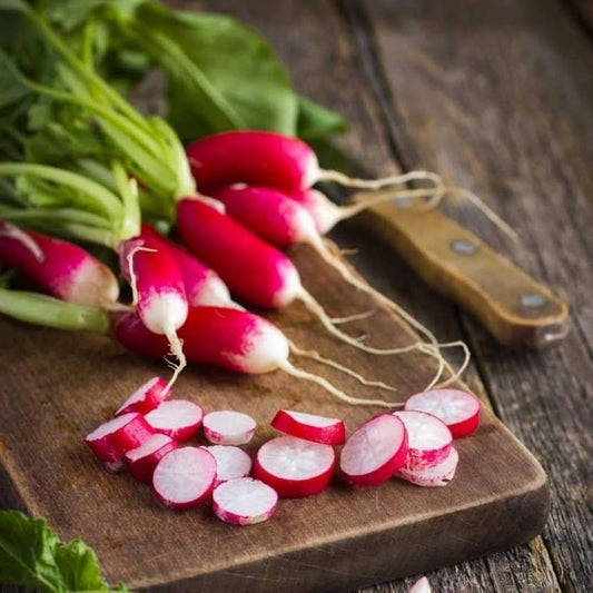 Radish Oval de Munich White Pointed Tip - Premium Fresh Organic Radishes Exotic Vegetable Seeds