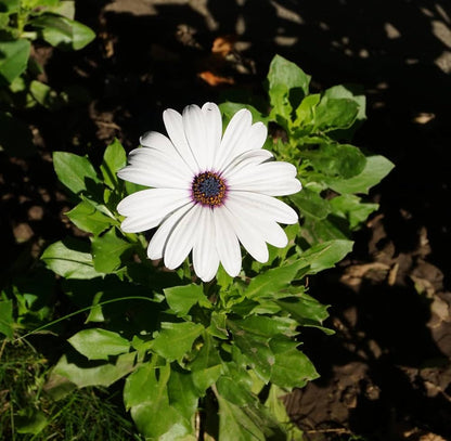 Dimorphotheca Flower Seeds – Vibrant & Easy-to-Grow Outdoor Blooms