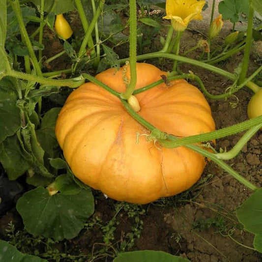 Pumpkin F1 Surya P-10 Vegetable Seeds