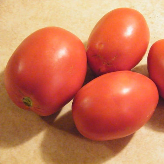Tomato Unsah Sona Hybrid Vegetable Seeds