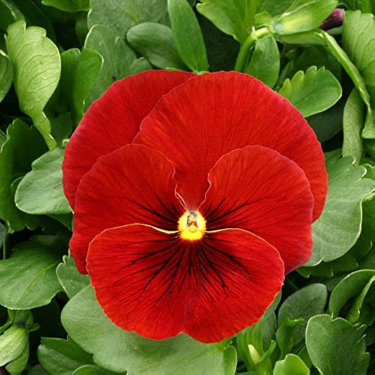 Pansy Scarlet Red Winter Flower Seeds
