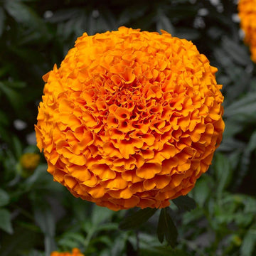 Marigold F1 Inca Orange Flower Seeds
