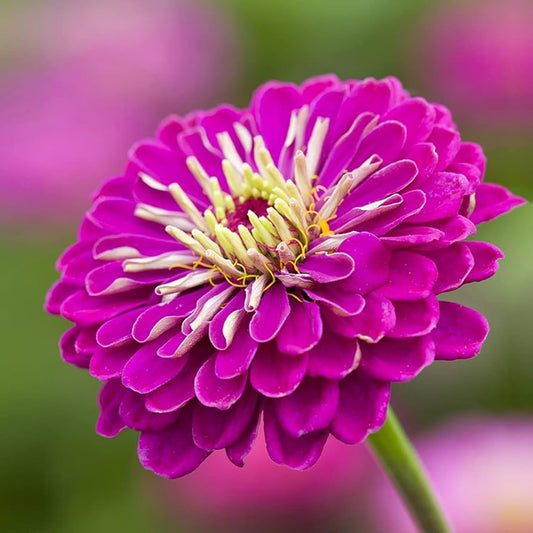 Zinnia F1 Elegans Purple Summer Flower Seeds