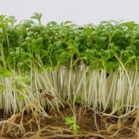 Cress Imported Herb Seeds