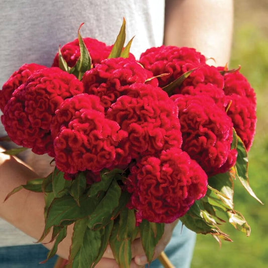 Celosia Red Summer Flower Seeds