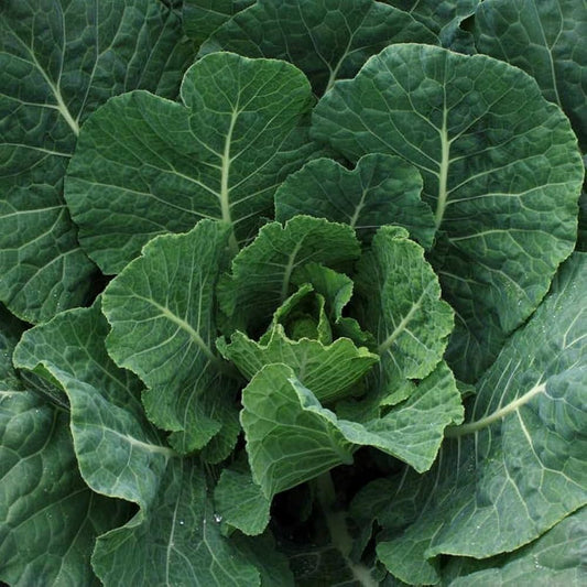 Saag Kanyari Vegetable Seeds