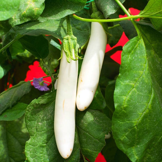 Brinjal - Eggplant F1 White Long Vegetable Seeds