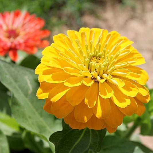 Zinnia F1 Tall Yellow Summer Flower Seeds