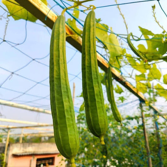 Ridge Gourd F1 Hybrid Dhari Tori Vegetable Seeds