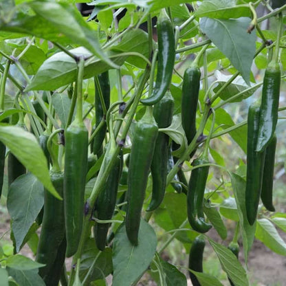 Chilli Vasudha F1 Vegetable Seeds