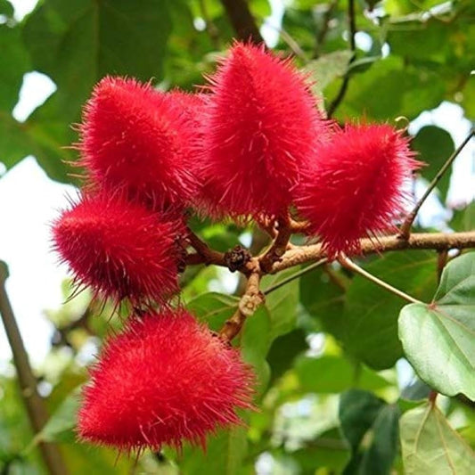 Annatto Seeds for Natural Dye Herb Seeds