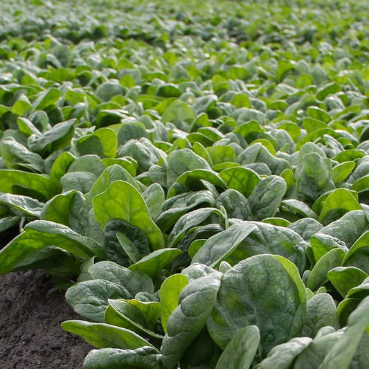 Spinach F1 HYB-All Green Vegetable Seeds