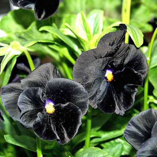Black Blotch Pansy Flower Seeds