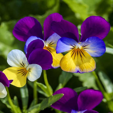 Viola Johny Jump & Mixed Edible Flower Seeds