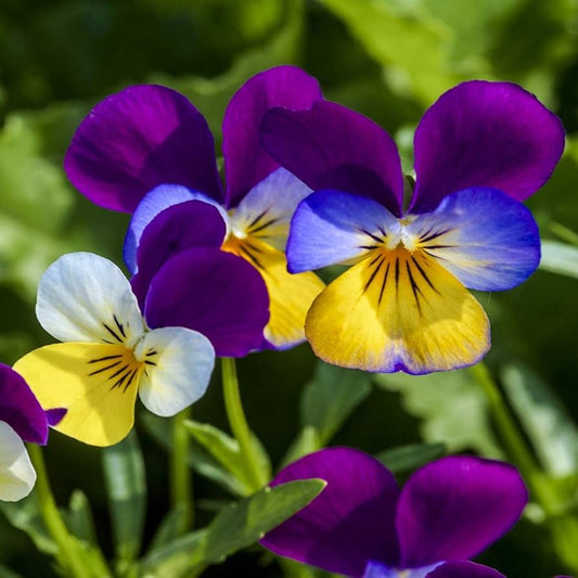 Viola Johny Jump & Mixed Edible Flower Seeds