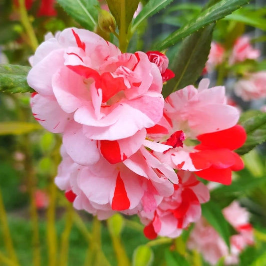 Balsam 'Rosemine' Summer Flower Seeds