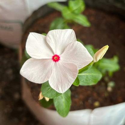 Vinca F1 Nana Little Bright Eyes Summer Flower Seeds