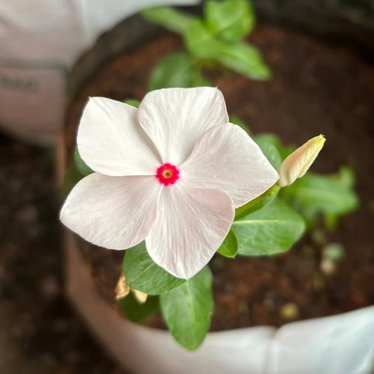 Vinca F1 Nana Little Bright Eyes Summer Flower Seeds