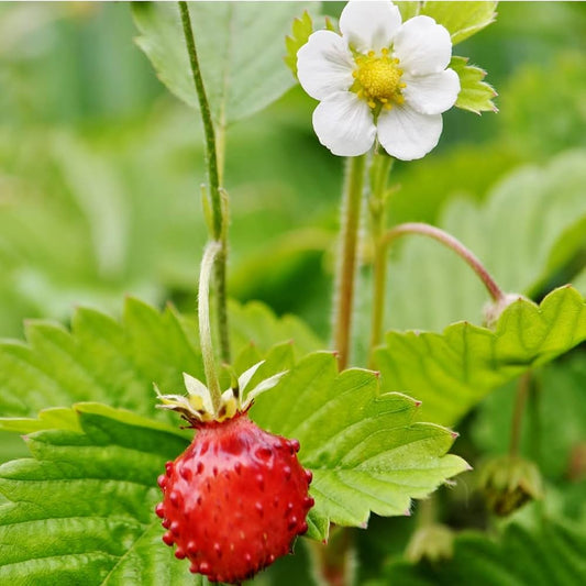 Strawberry Alpine Fragaria Winter Flower Seeds