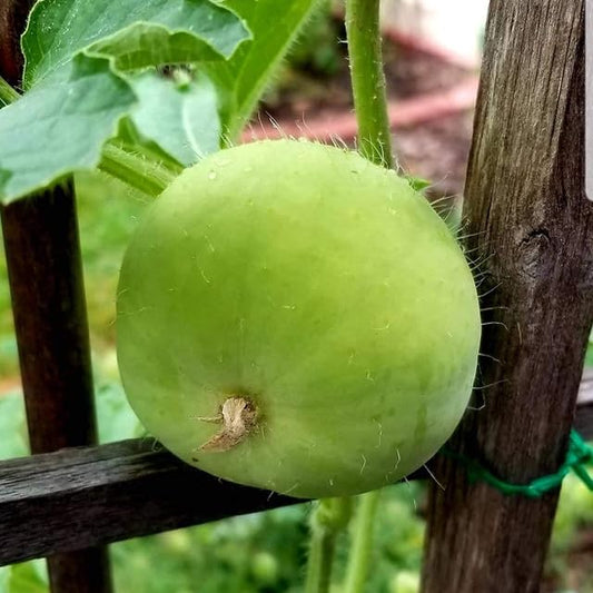 Tinda Orchard Green Vegetable Seeds