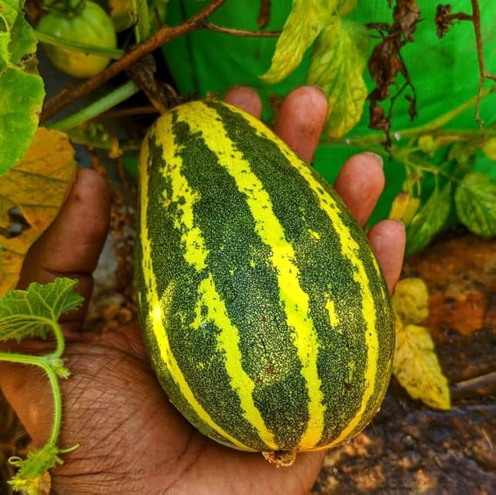 South Cucumber Snabher Selection Vegetable Seeds
