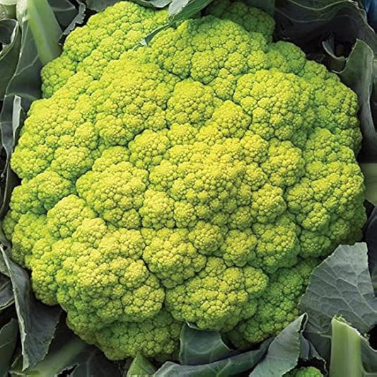 Fresh Green Cauliflower - Verde Variety Exotic Vegetable Seeds