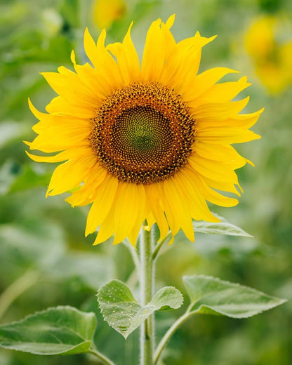 Sunflower Large Bloom Seeds