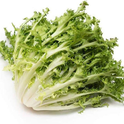 Salad Endive Green Microgreens Seeds