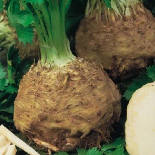 Prager Rasen Root Celery - Fresh & Flavorful Celery Root for Your Culinary Creations Exotic Vegetable Seeds
