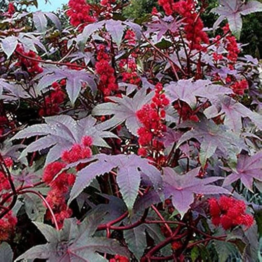 Castor Oil Herb Seeds
