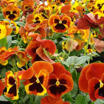 Pansy Delta Fire Winter Flower Seeds