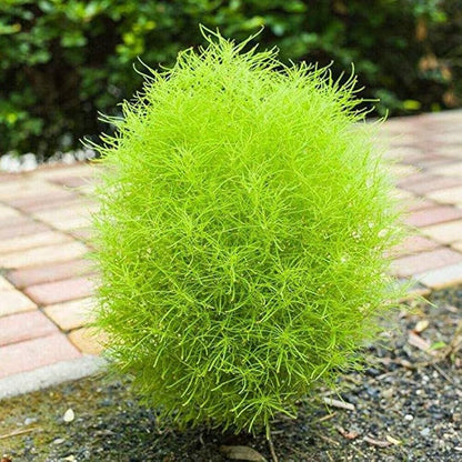 Kochia Burning Bush Seeds