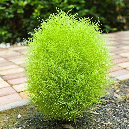 Kochia Burning Bush Seeds