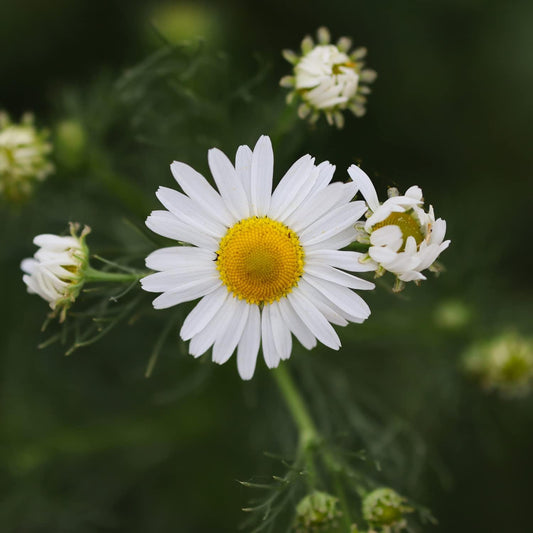 Chamomile Imported Edible Flower Seeds