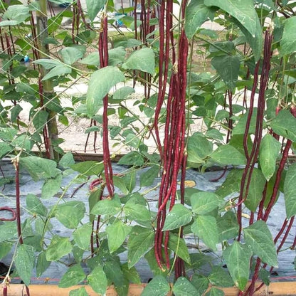 Lobia Scarlet Long-Red Cowpea Vegetable Seeds