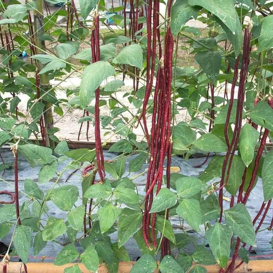 Lobia Scarlet Long-Red Cowpea Vegetable Seeds