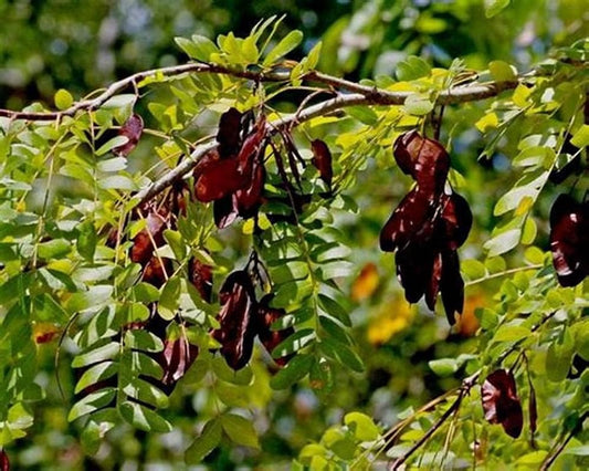Shikakai Herb Seeds