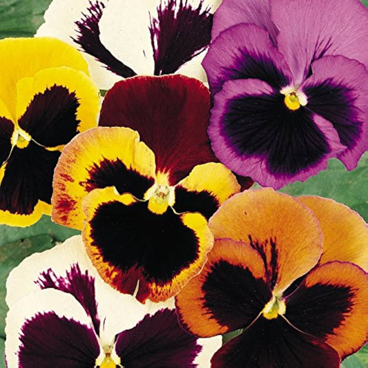 Pansy Wittrockiana Mixed Winter Flower Seeds