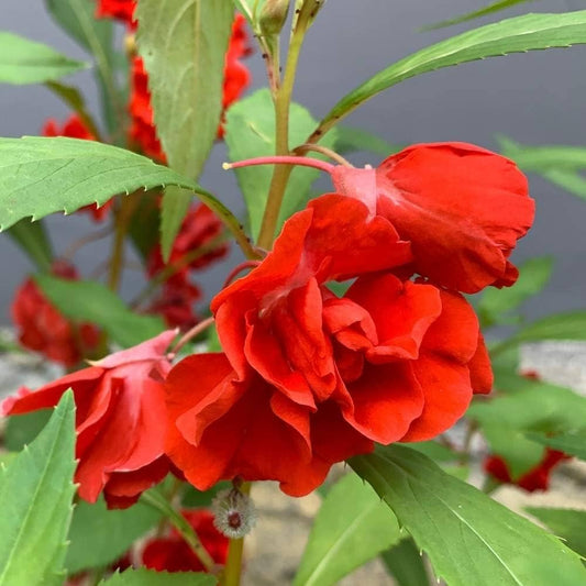 Balsam Red Flower Seeds